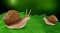 Snail on leaves concept background, realistic style