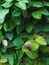 Snail leaves green leaf