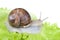 Snail on lettuce leaf