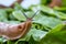 Snail with lettuce leaf