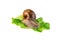 Snail on lettuce leaf snail control of garden pests