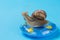 Snail lies on a rubber ring, on a blue background, as if floating in the water, the concept of vacation