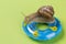 Snail lies on a rubber ring, on a green background, as if sunbathing on a lawn, vacation concept