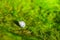 Snail living on wet green moss
