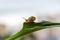 Snail looking at the camera while on a leaf of a plant