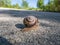 A snail is, in loose terms, a shelled gastropod. The name is most often applied to land snails, terrestrial pulmonate gastropod