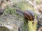 A snail is, in loose terms, a shelled gastropod. The name is most often applied to land snails, terrestrial pulmonate gastropod