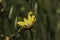 Snail lying inside a yellow flower on a blurred green background