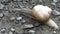 Snail, Macro Walking Snail, Animals in Natural Environment in Closeup, Nature, Spring Season after Rain