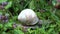 Snail, Macro Walking Snail in Grass, Animals in Natural Environment in Closeup, Nature, Spring Season after Rain