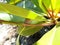 Snail on mangrove stem