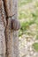 Snail on the marble column closeup