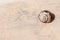 Snail on the marble column closeup