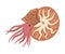 Snail Mollusc Underwater Sea Creature Cartoon Vector Illustration
