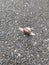 Snail mollusk crawling on the asphalt