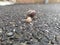 Snail mollusk crawling on the asphalt