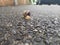 Snail mollusk crawling on the asphalt