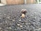 Snail mollusk crawling on the asphalt