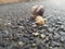 Snail mollusk crawling on the asphalt