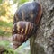 Snail or mollusk stuck on tree