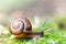 Snail and moss