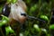 Snail on moss