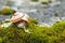 Snail on moss, Cepaea IV.