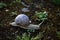 Snail in movement on dry ground with moss and tiny grass