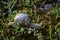 Snail in movement on dry ground with moss and tiny grass