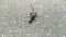 snail moves on asphalt in the daytime