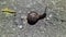snail moves on the asphalt at night