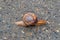 The snail moves slowly on the asphalt