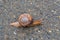 The snail moves slowly on the asphalt