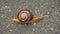 The snail moves slowly on the asphalt, animals