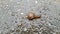 snail moves on wet asphalt after rain