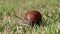 Snail moving in grass in the garden
