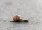 Snail moving over the street - gastropods