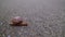 snail is moving slowly on asphalt road, closeup view, nature in city, small slug with shell