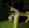 Snail moving up on green flower at background. Motivation concept