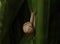 Snail moving up on green leaf background. Motivation concept
