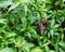 Snail Muller gliding on the wet leaves.