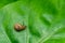 Snail Muller gliding on the wet leaves