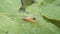 Snail Muller gliding on the wet leaves. Large white mollusk snails with brown striped shell, crawling on vegetables. Helix pomatia