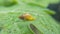Snail Muller gliding on the wet leaves. Large white mollusk snails with brown striped shell, crawling on vegetables. Helix pomatia
