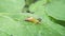 Snail Muller gliding on the wet leaves. Large white mollusk snails with brown striped shell, crawling on vegetables. Helix pomatia