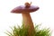 A snail on mushroom.