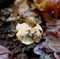Snail on mushroom in autumn
