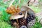 Snail on a mushroom in the forest