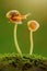 Snail on a mushroom in tropical garden