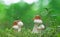Snail,mushrooms,grass